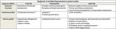 The Impact of Prenatal Exposure to Bisphenol A on Male Reproductive Function